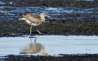 RUTA ENTRE LAREDO Y COLINDRES