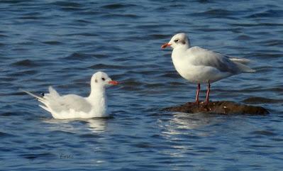 RUTA ENTRE LAREDO Y COLINDRES