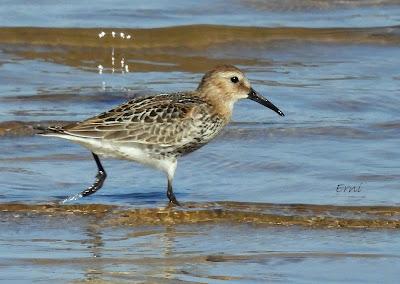 RUTA ENTRE LAREDO Y COLINDRES