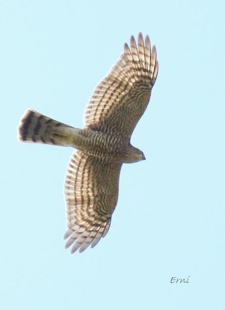 RUTA ENTRE LAREDO Y COLINDRES