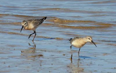 RUTA ENTRE LAREDO Y COLINDRES