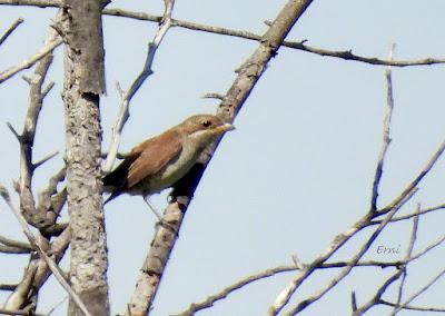 RUTA ENTRE LAREDO Y COLINDRES