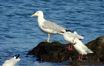 RUTA ENTRE LAREDO Y COLINDRES