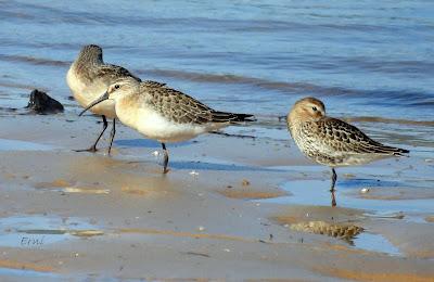 RUTA ENTRE LAREDO Y COLINDRES