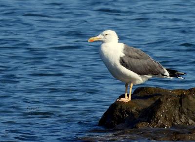 RUTA ENTRE LAREDO Y COLINDRES
