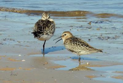 RUTA ENTRE LAREDO Y COLINDRES