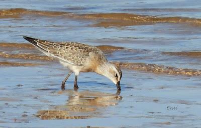 RUTA ENTRE LAREDO Y COLINDRES