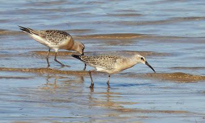 RUTA ENTRE LAREDO Y COLINDRES