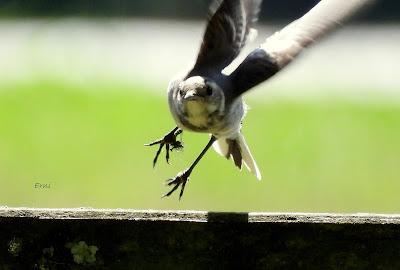 RUTA ENTRE LAREDO Y COLINDRES