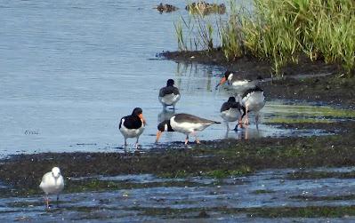 RUTA ENTRE LAREDO Y COLINDRES