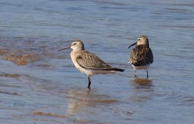 RUTA ENTRE LAREDO Y COLINDRES
