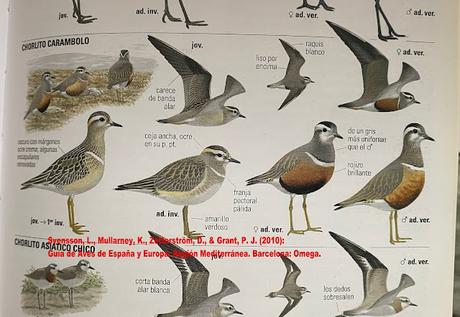 Tres Chorlito carambolo en Gallecs