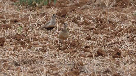 Tres Chorlito carambolo en Gallecs