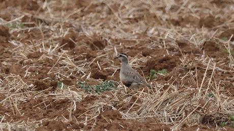 Tres Chorlito carambolo en Gallecs