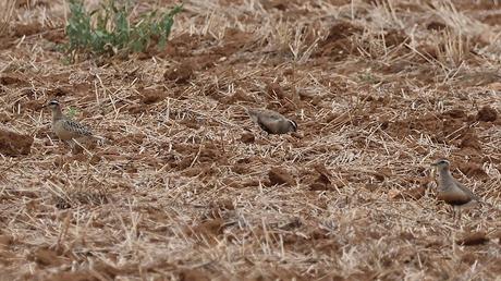 Tres Chorlito carambolo en Gallecs