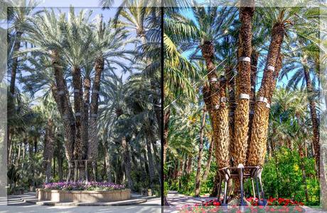 La Palmera Imperial de Elche: Un Icono del Pueblo Ilicitano