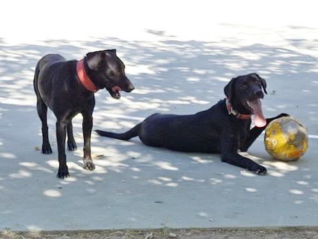 Labradores  usando IA
