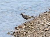 Chorlito gris desembocadura