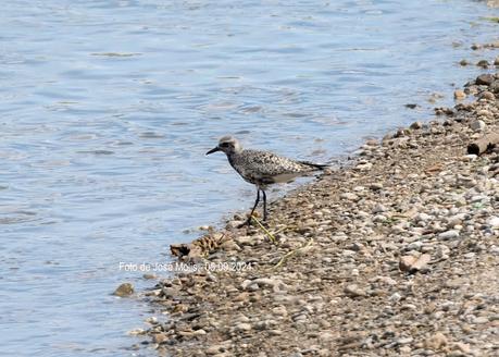 Chorlito gris en la desembocadura Chorlito gris en la desembocadura