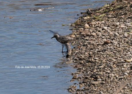 Chorlito gris en la desembocadura Chorlito gris en la desembocadura