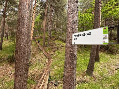 El pino enroscao de Velilla