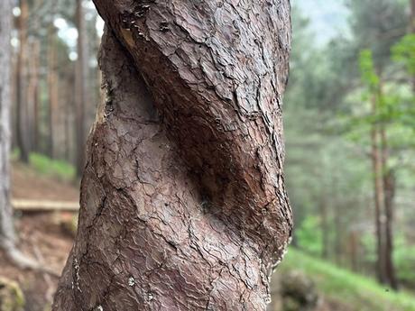 El pino enroscao de Velilla