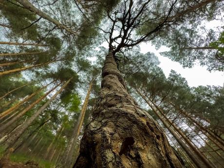 El pino enroscao de Velilla