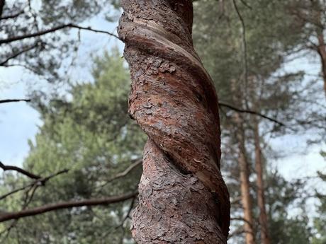 El pino enroscao de Velilla