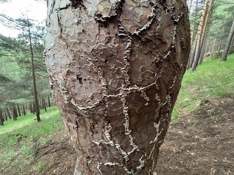 El pino enroscao de Velilla