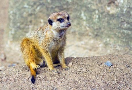 12 atracciones turísticas principales en Schwerin: excursiones de un día fáciles 12 atracciones turísticas principales en Schwerin: excursiones de un día fáciles
