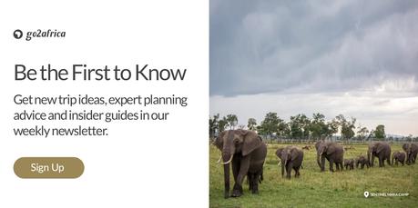 Guía completa para un safari de migración de ñus Guía completa para un safari de migración de ñus