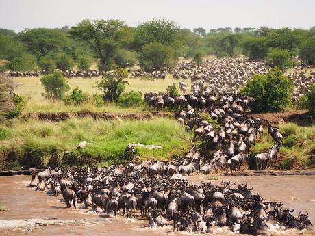 Guía completa para un safari de migración de ñus