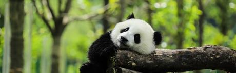 Cómo planificar tu primer viaje a China en 2024/2025: 7 sencillos pasos Cómo planificar tu primer viaje a China en 2024/2025: 7 sencillos pasos