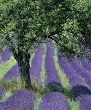 Impulsando la sostenibilidad en la producción agraria