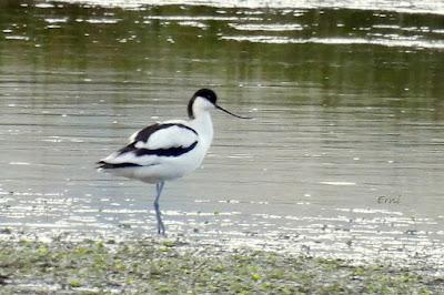 AVOCETAS PARA MATEO