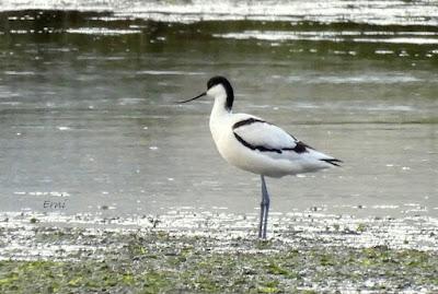 AVOCETAS PARA MATEO