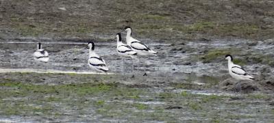 AVOCETAS PARA MATEO