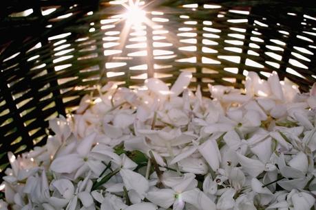 Las 5 cosas imprescindibles que hacer en Grasse Festival del jazmín, Grasse