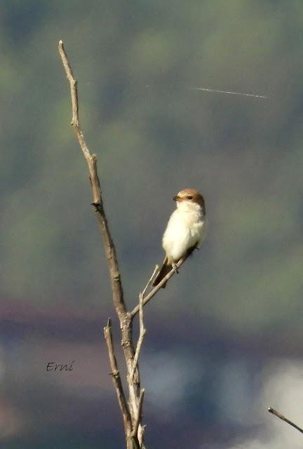 DESDE BRIVIESCA A LAREDO