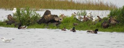 DESDE BRIVIESCA A LAREDO