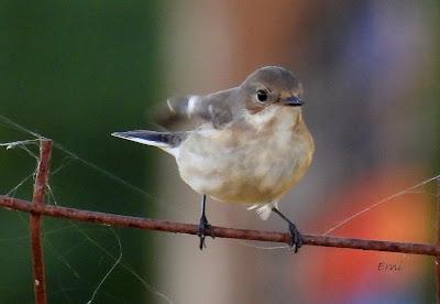 DESDE BRIVIESCA A LAREDO