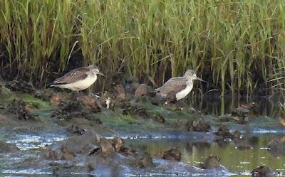 DESDE BRIVIESCA A LAREDO