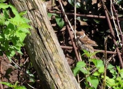 DESDE BRIVIESCA A LAREDO