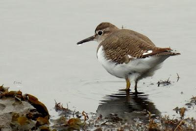 DESDE BRIVIESCA A LAREDO