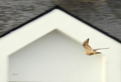 DESDE BRIVIESCA A LAREDO