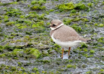 DESDE BRIVIESCA A LAREDO
