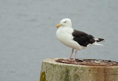 DESDE BRIVIESCA A LAREDO