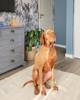 Habitación de huéspedes Color Azul