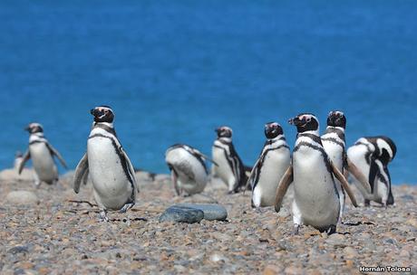 Pingüinera de Cabo Vírgenes