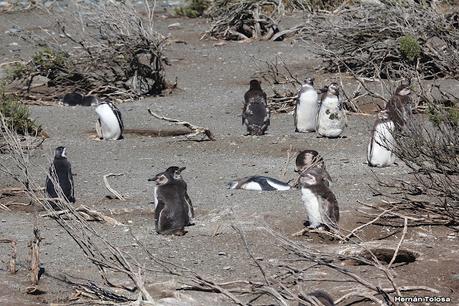 Pingüinera de Cabo Vírgenes